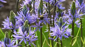 Camassia Flower seeds for Planting Cottage Garden Essential Heirloom & GMO Free Seeds for Home Garden