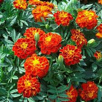 Red White Marigold Flower Seeds for Planting Garden Favorite Heirloom & GMO Free Seeds for Home Garden
 
 Sale