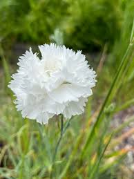 White Carnation Flower Seeds for Planting Drought Tolerant Heirloom & GMO Free Seeds for Home Garden
 
 Sale