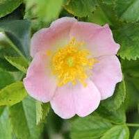Rosa Canina Flower seeds for Planting Shade Tolerant Heirloom & GMO Free Seeds for Home Garden