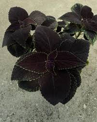 Black Coleus Flower seeds for Planting - Colorful Display, Heirloom & GMO Free Seeds for Home Garden