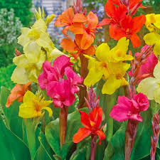 Tall Canna Lily Flower seeds for Planting - Sun Loving, Heirloom & GMO Free Seeds for Home Garden