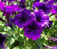 Deep Purple Petunia Flower seeds for Planting Vibrant Colors Heirloom & GMO Free Seeds for Home Garden