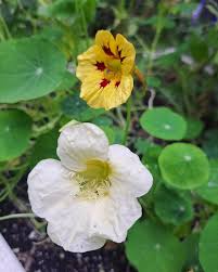 Light Yellow Nasturtium Flower seeds for Planting - Seasonal Bloomer, Heirloom & GMO Free Seeds for Home Garden