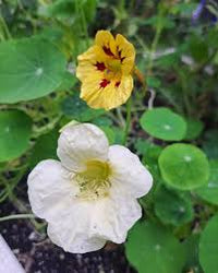 Light Yellow Nasturtium Flower seeds for Planting - Seasonal Bloomer, Heirloom & GMO Free Seeds for Home Garden