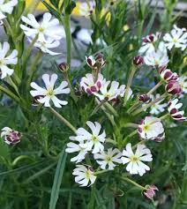 White Zaluzianskya Flower seeds for Planting - Perfect for Borders, Heirloom & GMO Free Seeds for Home Garden