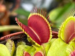 Pink Green Sundew for Planting Premium Quality Heirloom & GMO Free Seeds for Home Garden
 
 Sale