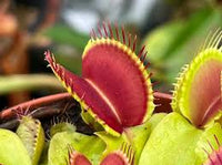 Pink Green Sundew for Planting Premium Quality Heirloom & GMO Free Seeds for Home Garden
 
 Sale