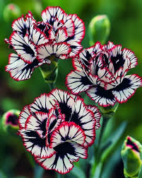 Maroon White Carnation Flower seeds for Planting Wildflower Mix Heirloom & GMO Free Seeds for Home Garden