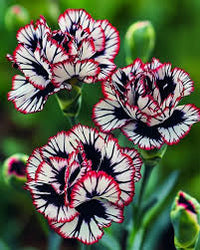 Maroon White Carnation Flower seeds for Planting Wildflower Mix Heirloom & GMO Free Seeds for Home Garden