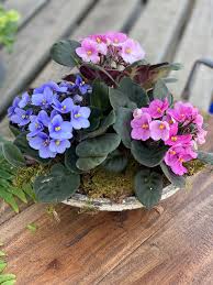 MultiColor Saintpaulia Flower Seeds for Planting Vibrant Colors Heirloom & GMO Free Seeds for Home Garden
 
 Sale
