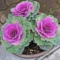 Mixed Color Brassica Oleracea Flower Seeds for Planting Drought Tolerant Heirloom & GMO Free Seeds for Home Garden
 
 Sale