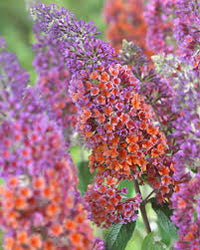 Orange Pink Buddleia Flower Seeds for Planting Sun Loving Heirloom & GMO Free Seeds for Home Garden
 
 Sale