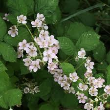 Dewberry or BlackBerry Flower seeds for Planting - Pollinator Friendly, Heirloom & GMO Free Seeds for Home Garden