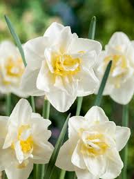 White Yellow Double Petals Narcissus Daffodil Seeds for Planting Shade Tolerant Heirloom & GMO Free Seeds for Home Garden
 
 Sale