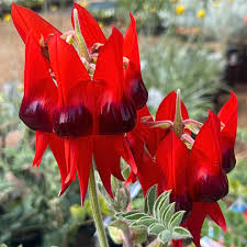 Sturt's Desert Pea Flower seeds for Planting - Perfect for Borders, Heirloom & GMO Free Seeds for Home Garden