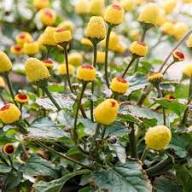 Toothache / Eyeball Plant (Spilanthes oleracea) Red & Yellow Flower Herb Seeds