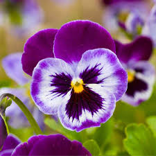 Violet Pansy Flower seeds for Planting - Compact Growth, Heirloom & GMO Free Seeds for Home Garden
