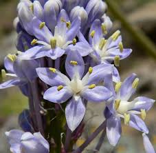 Merwilla Flower seeds for Planting - Seasonal Bloomer, Heirloom & GMO Free Seeds for Home Garden