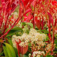 Red Photinia Flower seeds for Planting - Bright Blooms, Heirloom & GMO Free Seeds for Home Garden