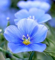 Blue Linum Lewisii Flower seeds for Planting - Bright Blooms, Heirloom & GMO Free Seeds for Home Garden
 
 Sale