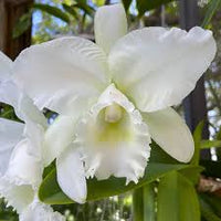 White Cattleya Flower Seeds for Planting Hardy Variety Heirloom & GMO Free Seeds for Home Garden
 
 Sale