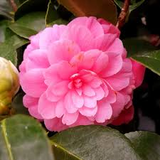 Camellia Flower seeds for Planting - Hardy Variety, Heirloom & GMO Free Seeds for Home Garden