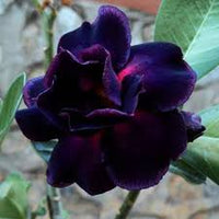 Black Adenium Flower Seeds – Exotic Wildflower Mix Heirloom & NonGMO for Home Garden
 
 Sale