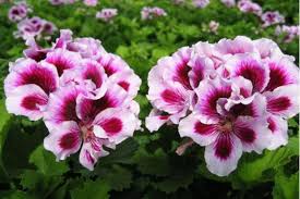 White Purple Geranium Flower Seeds for Planting Long Bloom Season Heirloom & GMO Free Seeds for Home Garden
 
 Sale
