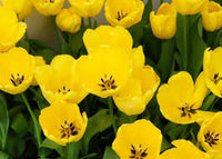 Light Yellow Tulip Flower seeds for Planting - Shade Tolerant, Heirloom & GMO Free Seeds for Home Garden