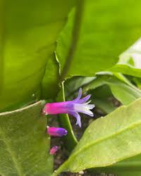 Green Wittia Amazonica Flower seeds for Planting - Fragrant Blossoms, Heirloom & GMO Free Seeds for Home Garden