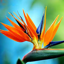 Orange Blue Strelitzia Reginae Flower seeds for Planting Easy to Grow Heirloom & GMO Free Seeds for Home Garden