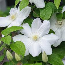 White Clematis Flower seeds for Planting Cottage Garden Essential Heirloom & GMO Free Seeds for Home Garden