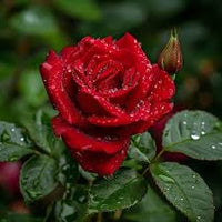 Dark Red Rare Rose Flower Seeds for Planting – Premium NONGMO Heirloom Seeds for Garden   Sale