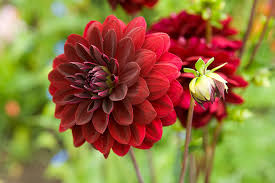 Arabian Night Dahlia Flower seeds for Planting - Wildflower Mix, Heirloom & GMO Free Seeds for Home Garden
 
 Sale