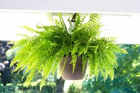 Green Fern for Planting heirloom & NonGMO Seeds Hardy Variety Heirloom & GMO Free Seeds for Home Garden
 
 Sale