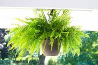 Green Fern for Planting heirloom & NonGMO Seeds Hardy Variety Heirloom & GMO Free Seeds for Home Garden
 
 Sale