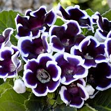 Black White Gloxinia Flower seeds for Planting - Hardy Variety, Heirloom & GMO Free Seeds for Home Garden