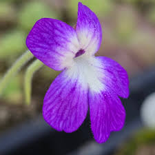 Pinguicula Poldinii Flower seeds for Planting Wildflower Mix Heirloom & GMO Free Seeds for Home Garden