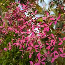 Shower Orchid or Wooly Congea or Congea Tomentosa Flower seeds for Planting - Sun Loving, Heirloom & GMO Free Seeds for Home Garden