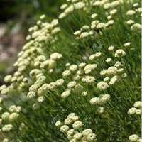 Santolina Etrusca Flower seeds for Planting Long Bloom Season Heirloom & GMO Free Seeds for Home Garden 
 
 Sale