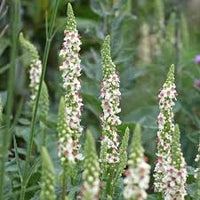Verbascum Flower seeds for Planting Pollinator Friendly Heirloom & GMO Free Seeds for Home Garden