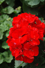Red & Orange Geranium Flower seeds for Planting - Shade Tolerant, Heirloom & GMO Free Seeds for Home Garden