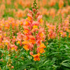 Orange Snapdragon Flower seeds for Planting - Pollinator Friendly, Heirloom & GMO Free Seeds for Home Garden