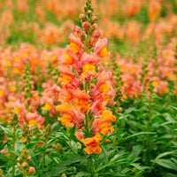 Orange Snapdragon Flower seeds for Planting - Pollinator Friendly, Heirloom & GMO Free Seeds for Home Garden