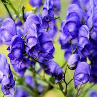 Wolfsbane Flower seeds for Planting - Colorful Display, Heirloom & GMO Free Seeds for Home Garden