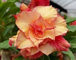 Yellow Red Adenium Obesum Flower Seeds for Planting Low Maintenance Heirloom & GMO Free Seeds for Home Garden  Sale