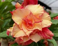 Yellow Red Adenium Obesum Flower Seeds for Planting Low Maintenance Heirloom & GMO Free Seeds for Home Garden  Sale