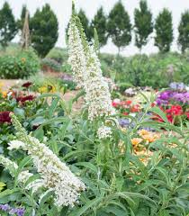 White Buddleja Flower seeds for Planting Garden Favorite Heirloom & GMO Free Seeds for Home Garden