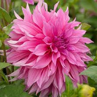 Pale Rose Dahlia Flower Seeds for Planting Cut Flower Favorite Heirloom & GMO Free Seeds for Home Garden  Sale